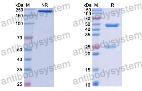 Anti-DENV-2 Envelope protein E/DIII C-C′loop Antibody (E104#)