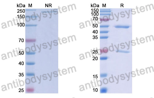 Anti-DENV-2 Envelope protein E/EDI/EDII domains Antibody (E53#)