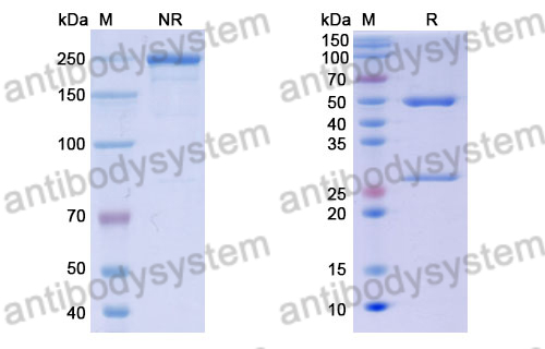 Anti-DENV-2 Envelope protein E/EDIII domain Antibody (E16#)