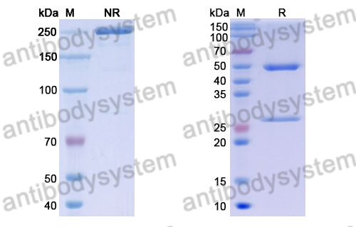 Anti-DENV-2 Envelope protein E/EDIII domain Antibody (mAb-61)