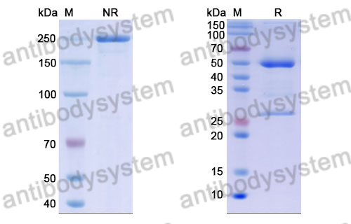 Anti-DENV-4 Envelope protein E/EDIII domain Antibody (2D73)