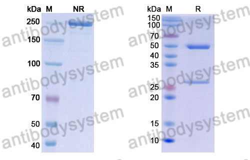 Anti-DENV-4 Envelope protein E/EDIII domain Antibody (3E31#)