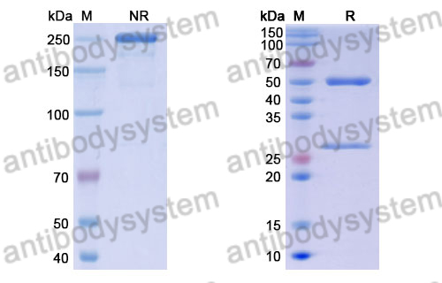 Anti-DENV-4 Envelope protein E/EDI domain Antibody (5H2)