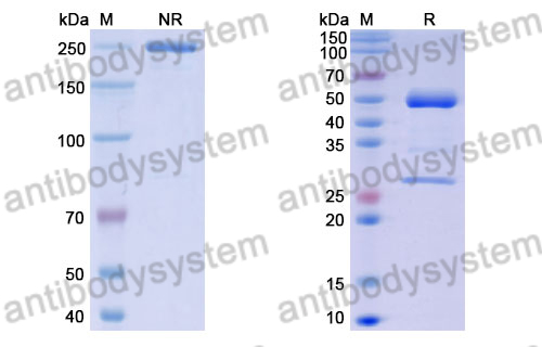 Anti-DENV-4 Envelope protein E/EDIII domain Antibody (scFv513)