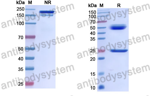 Anti-DENV-1/2/3/4 Envelope protein E/EDIII A strand Antibody (4E11#)