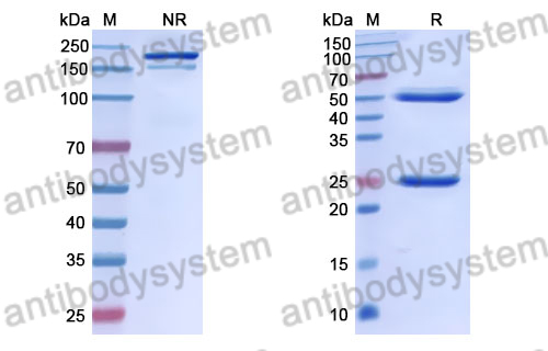 Anti-DENV-1/3/4 Envelope protein E/EDIII domain Antibody (2H12)