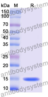 Anti-HHV5/HCMV HHRF3/US28 Nanobody (Nb7)