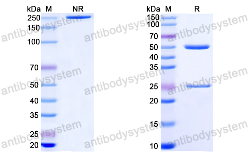 Anti-EBV/HHV4 gB/BALF4 Antibody (1D8)