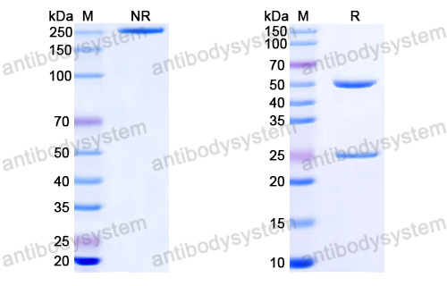 Anti-EBV/HHV4 gB/BALF4 Antibody (CL55)