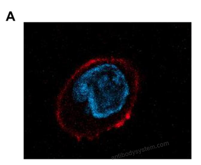 Immunofluorescence for Anti-Influenza A virus M2 ectodomain/M2e Antibody (Fab65) ?>
