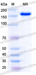 Anti-Influenza A virus M2 ectodomain/M2e Antibody (Fab65)