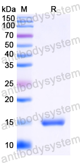 Anti-HIV-1 Vif/SOR protein Nanobody (SAA1421)