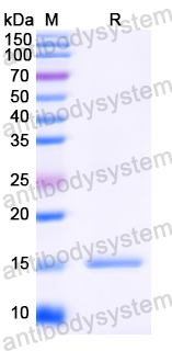 Anti-HIV-1 rev/ART/TRS protein Nanobody (SAA1422)