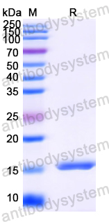 Anti-HIV-1 nef/F-protein protein Nanobody (SAA1423)