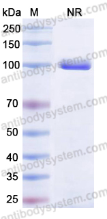 Anti-EBV/HHV-4 GP42/Glycoprotein 42 Antibody (SAA2098)