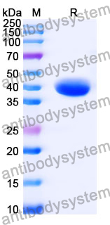 Anti-EBV/HHV-4 GP42/Glycoprotein 42 Antibody (SAA2099)