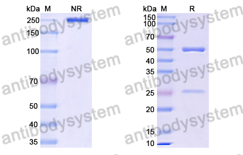 Anti-DENV-3 Protein prM/prM Antibody (1H10)
