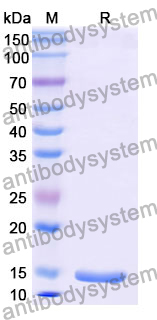 Anti-Norovirus/Norwalk virus Capsid protein/VP1 Nanobody (Nano-85)