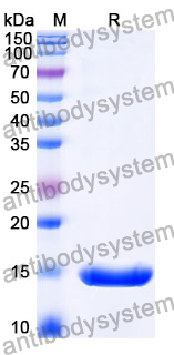 Anti-Poliovirus Capsid protein VP3 Nanobody (7A)