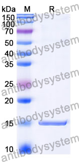 Anti-SEBOV RNA-directed RNA polymerase L/Protein L Nanobody (SAA1489)