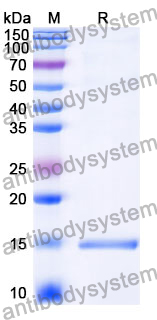 Anti-PRRSV RNA-directed RNA polymerase/NSP9 Nanobody (Nb8)