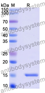 Anti-Bacteriophage H19B stxB/SLT-1b/VT1 Nanobody (7-3#)