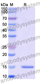 Anti-Bacteriophage 933W stxB2/SLT-2b/VT2 Nanobody (Nb113)
