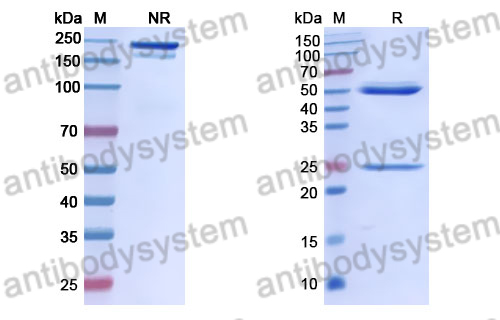 Anti-ZIKV Envelope protein E/DIII domain Antibody (Z004)