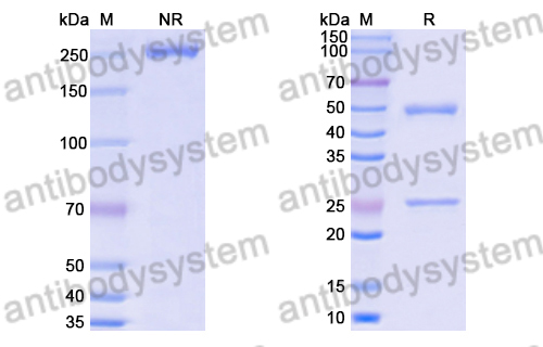 Anti-DENV-2 NSP5/NS5 Antibody (2B3)
