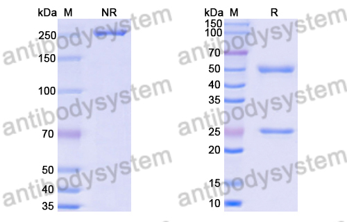 Anti-DENV-2 NSP5/NS5 Antibody (4A1)