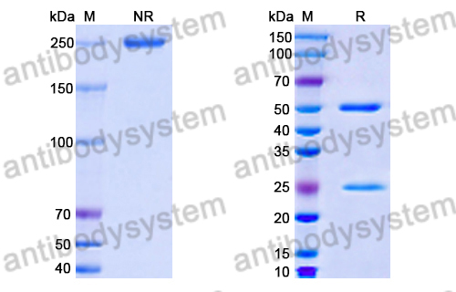 Anti-DENV-2 NSP5/NS5 Antibody (1D8)