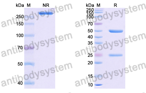 Anti-DENV-2 NSP5/NS5 Antibody (2D5)