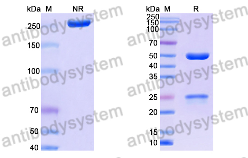 Anti-DENV-2 NSP5/NS5 Antibody (1A1)