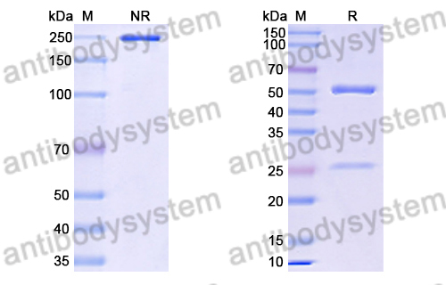 Anti-DENV-2 NSP5/NS5 Antibody (1D7)