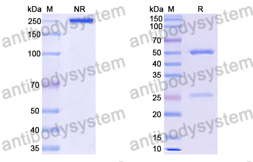 Anti-DENV-2 NSP5/NS5 Antibody (3B4)