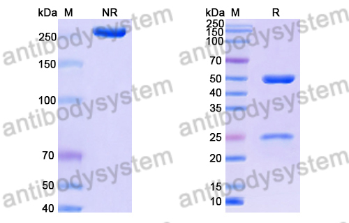 Anti-DENV-2 NSP5/NS5 Antibody (2E3#)
