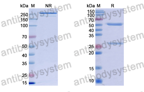 Anti-Suid herpesvirus 1/SuHV-1 UL42/PAP Antibody (8F9)