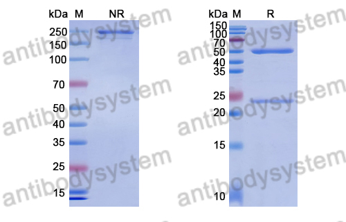 Anti-Suid herpesvirus 1/SuHV-1 UL42/PAP Antibody (4E2#)