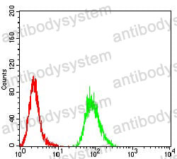 Anti-HPV B19 VP2 Antibody (R4D80)