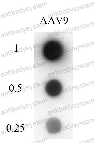 Monkey Anti-Adeno-Associated Virus 9/AAV9 Antibody (Fs0485)