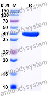 Anti-GFP-plus® Tag Antibody (SAA0408)