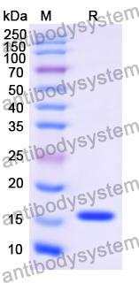 Anti-GFP Nanobody (SAA1151)