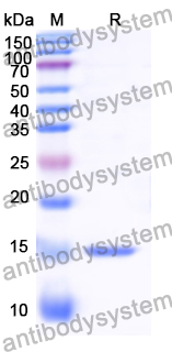 Anti-GFP Nanobody (SAA0921)