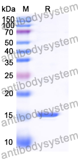 Anti-GFP Nanobody (SAA0958)