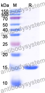 Anti-GFP Nanobody (SAA0975)