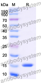 Anti-GFP Nanobody (SAA0976)