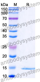 Anti-African clawed frog Nup54 Nanobody (SAA0873)