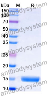 Anti-African clawed frog Nucleoporin Nup58/54/62 Nanobody (SAA0872)