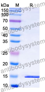 Anti-Clostridioides difficile Toxin A/tcdA Nanobody (SAA0993)