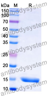 Anti-Clostridioides difficile Toxin A/tcdA Nanobody (SAA0992)